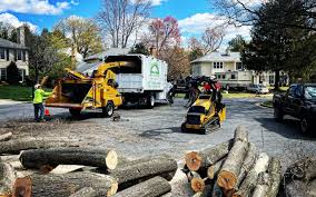 How Our Tree Care Process Works  in  Ada, MN